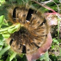 oak eggar, larva (Lasiocampa quercus) Kenneth Noble